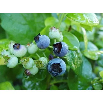 Sazenice Kanadská borůvka 'Polaris' Balení: kontejner p9