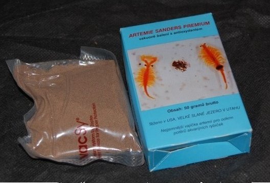 Artemia Sanders