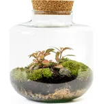 Gardners Skleněná dóza Arnica s korkovým špuntem, 21x19 cm - osázené vlhkomilné