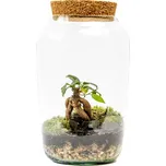 Gardners Skleněná dóza Stipa s korkovým špuntem, 30x17 cm - osázené Ficus Microcarpa Ginseng