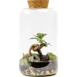 Gardners Skleněná dóza Paeonia s korkovým špuntem, 25x15 cm - osázené Ficus Microcarpa Ginseng