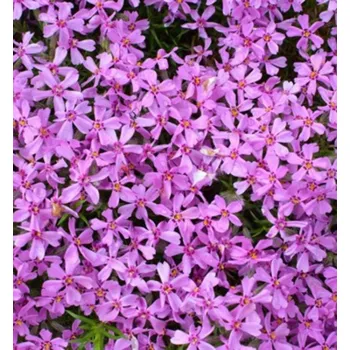 Sazenice Flox šídlovitý ´MOERHEIMII´ kont. 0,5 l