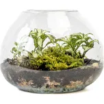 Gardners Skleněná váza Laria, průměr 20 cm - osázené vlhkomilně