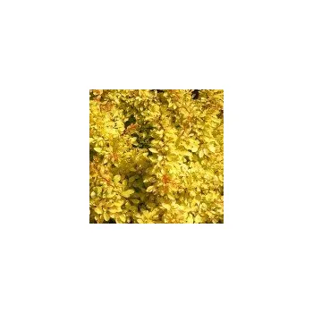 Sazenice Berberis thunbergii Aurea 20/30 cm