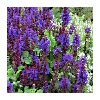 Sazenice Salvia nemorosa Marvel Blue
