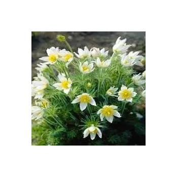 Sazenice Pulsatila vulgaris Pulsar White