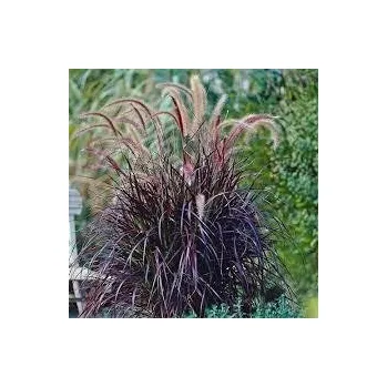 Sazenice Pennisetum alopecuroides Chelsea