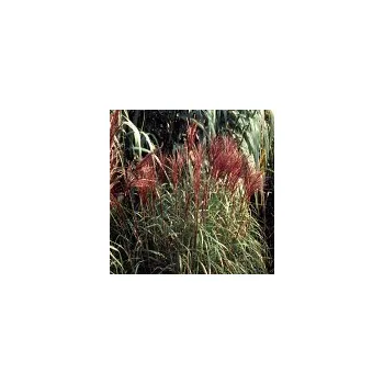 Sazenice Miscanthus sinensis David