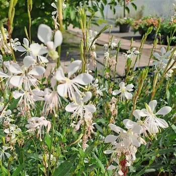 Sazenice Thoolen Gaura lindheimeri Gardis White