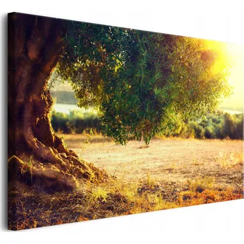 Obraz Obraz na plátně dekorace na zeď do obýváku zelený olivovník 80x120