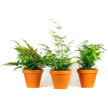 Kapradiny Mix, průměr 6-8,5 cm - Zachraň Kytku