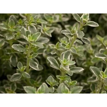 Sazenice Mateřídouška citrónová 'Silver King' - Thymus x citriodorus 'Silver King' Balení: kontejner p11