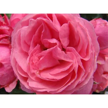 Sazenice Růže 'Moin Moin®' Balení: kontejner C2