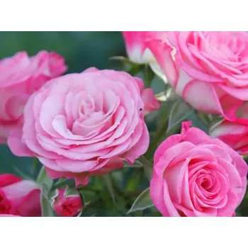 Sazenice Růže 'Xenia®' Balení: kontejner C2