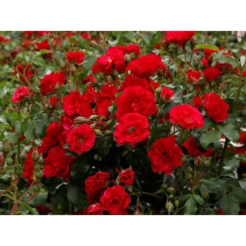 Sazenice Růže 'Rotilia®' Balení: kontejner C2
