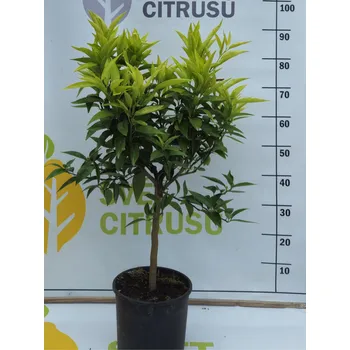 Sazenice Маро Velikost: Nízký kmen, Ø20cm