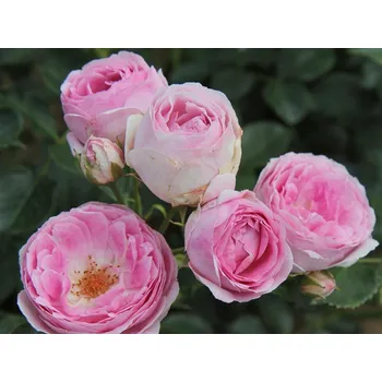 Sazenice Růže 'Vesalius®' Balení: kontejner C2