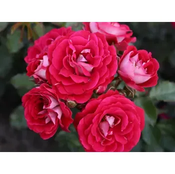 Sazenice Růže 'Corazon®' Balení: kontejner C2