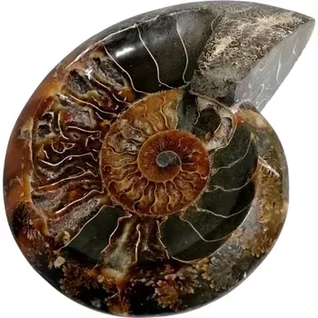 Exkluzivní miska z amonitu – leštěná fosilie 18 cm, 786 g | Amonitová dekorace