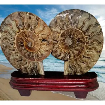 Sběratelství Velký amonit – obě leštěné půlky, 0,62 kg, stojánek součástí