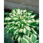 Jahodárna Brozany nad Ohří Bohyška…