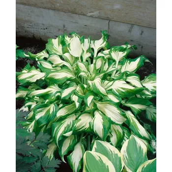 Cibulovina Jahodárna Brozany nad Ohří Bohyška Popcorn 1 ks