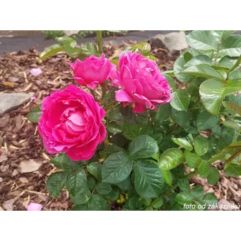 Sazenice Růže 'Anuschka®' Balení: kontejner C2