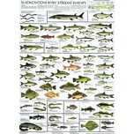 Plakát - Sladkovodní ryby střední Evropy