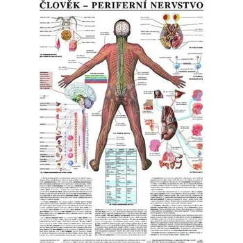 Plakát - Člověk - Perifernií nervstvo