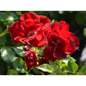 Sazenice Růže 'Marondo®' Balení: kontejner C2