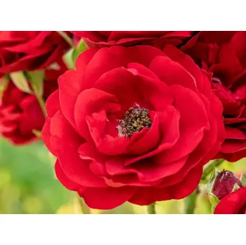 Sazenice Růže 'Crimson Siluetta®' Balení: kontejner C2