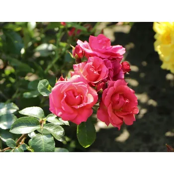 Sazenice Růže 'Lichtblick®' Balení: kontejner C2