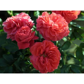 Sazenice Růže 'Cherry Girl®' Balení: kontejner C2