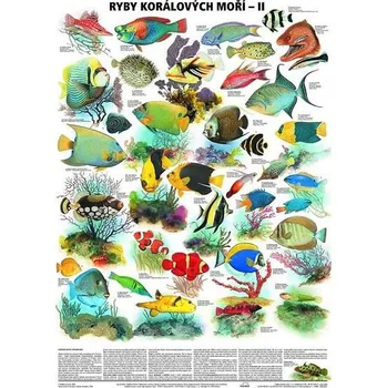Plakát - Ryby korálových moří 2. díl