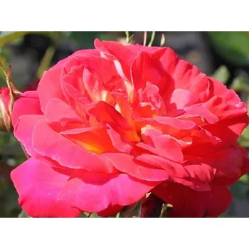 Sazenice Růže 'Midsummer®' Balení: kontejner C2