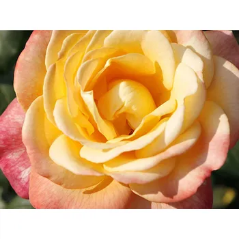 Sazenice Růže 'Speelwark®' Balení: kontejner C2