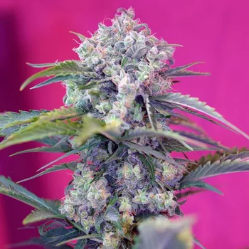 Semeno Sweet Seeds - Cream Mandarine Auto 25 ks