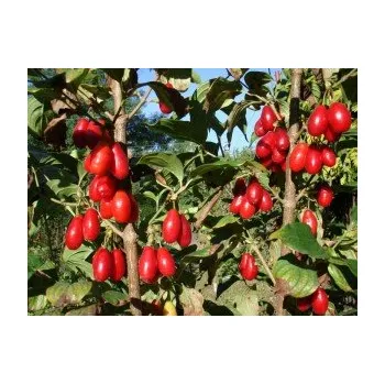 Sazenice Cornus mas - dřín jedlý - semenáč 30cm