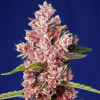 Semeno Sweet Seeds - Tropicanna Poison F1 Fast Version 5 ks