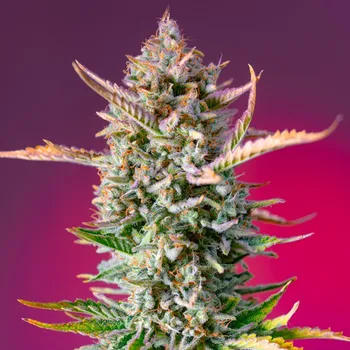 Semeno Sweet Seeds - Gorilla Sherbet F1 Fast Version 5 ks
