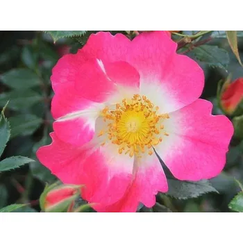 Sazenice Růže 'Bienenweide® Bicolor' Balení: kontejner C2