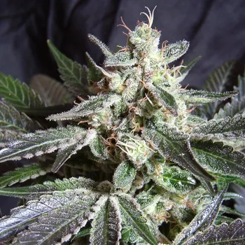 Semeno Sweet Seeds - Black Jack 5 ks