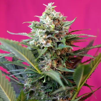 Semeno Sweet Seeds - Big Devil XL Auto 25 ks