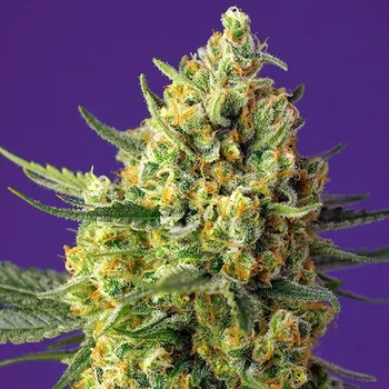 Semeno Sweet Seeds - Crystal Candy XL Auto 5 ks