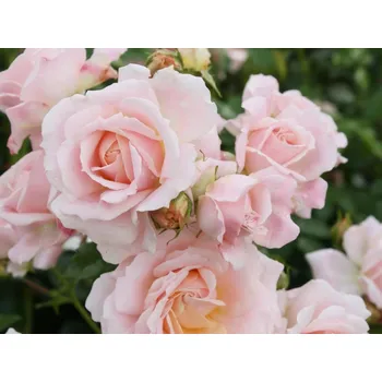 Sazenice Růže 'Cremosa®' Balení: kontejner C2