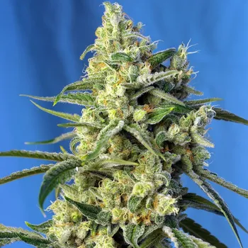 Semeno Sweet Seeds - Sweet Amnesia Haze 25 ks