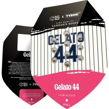 Semeno VÝPRODEJ Gelato 44 – feminizovaná semena | Tyson 2.0 SEEDS MIKE TYSON Počet semen: 3