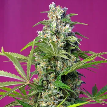 Semeno Sweet Seeds - Gorilla Girl 100 ks