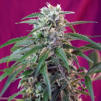 Semeno Sweet Seeds - Green Poison Auto 5 ks