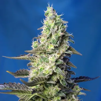 Semeno Sweet Seeds - Green Poison XL Auto 3 ks